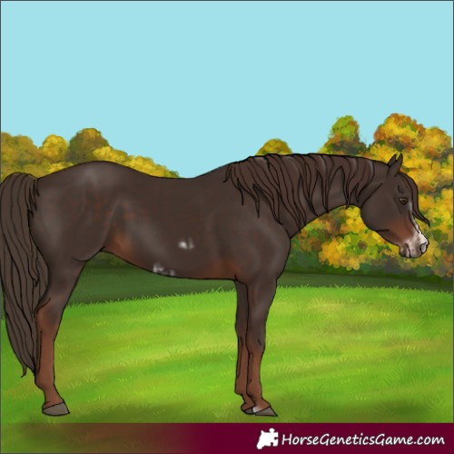 Horse Color:Liver Chestnut  and Liver Chestnut Frame 