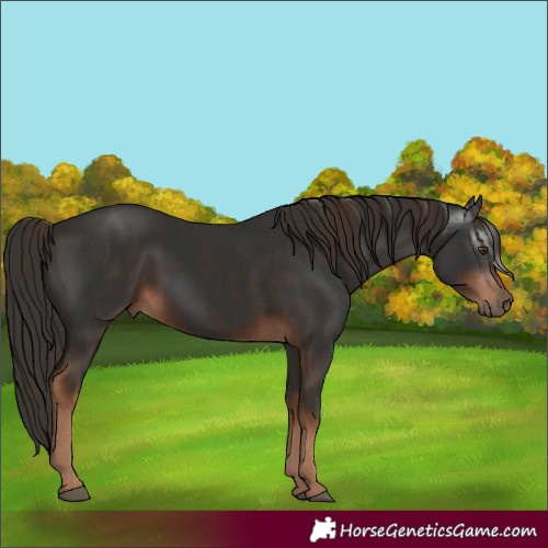 Horse Color:Liver Chestnut  and Gray Liver Chestnut 