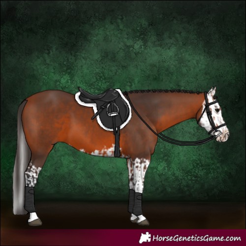 Horse Color:Bay  and Bay Splash 