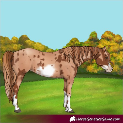 Horse Color:Chestnut Splash Frame  and Gold Champagne Splash Frame 
