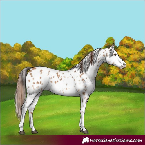Horse Color:Liver Red Dun Sabino Splash Appaloosa and Red Dun Sabino Splash Appaloosa