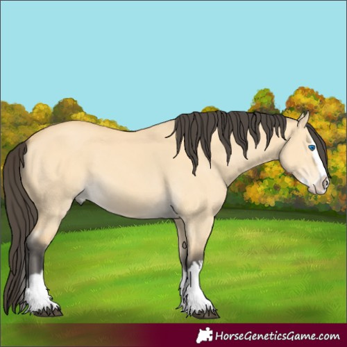 Horse Color:Buckskin Dun Splash 