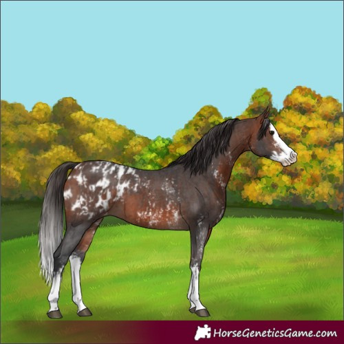 Horse Color:Bay Sabino Splash Appaloosa  and Bay Sabino Splash Appaloosa 