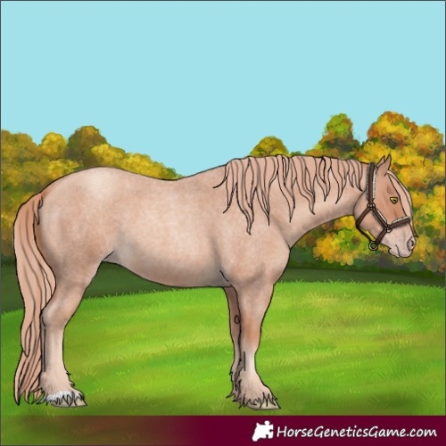 Horse Color:Gold Champagne Roan 