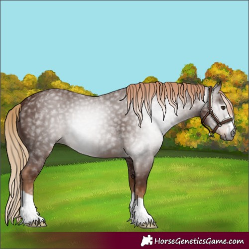 Horse Color:Gray Chestnut 