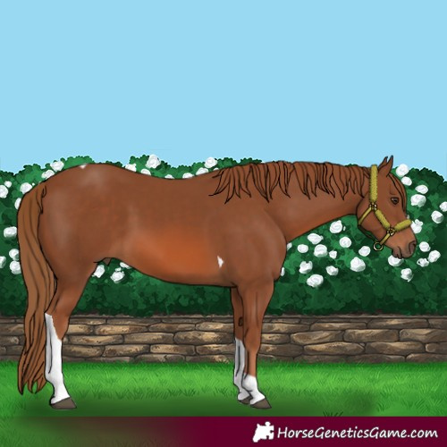Horse Color:Chestnut Tobiano 