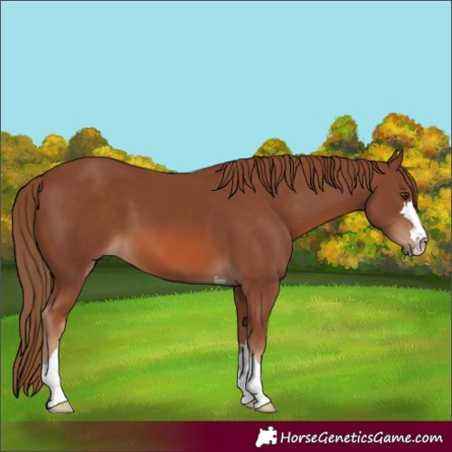 Horse Color:Chestnut 