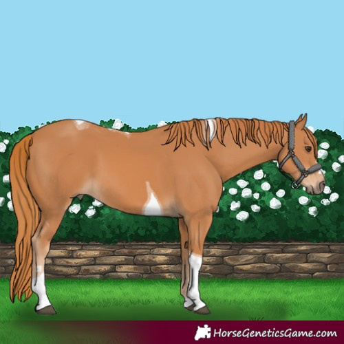 Horse Color:Chestnut Tobiano 