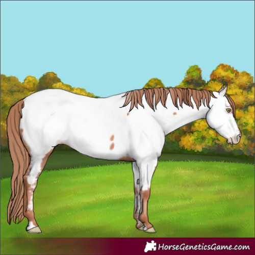 Horse Color:Gold Champagne Appaloosa 