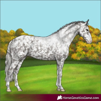 Horse Color:Powder White Silver Black Appaloosa 