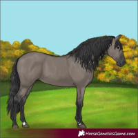 Horse Color:Grullo
