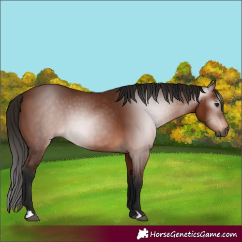Horse Color:Gray Bay 