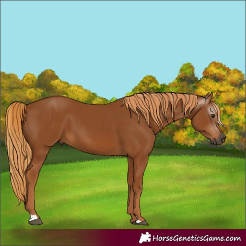 Horse Color:Gray Chestnut 