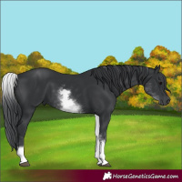 Horse Color:White Spotted Black
