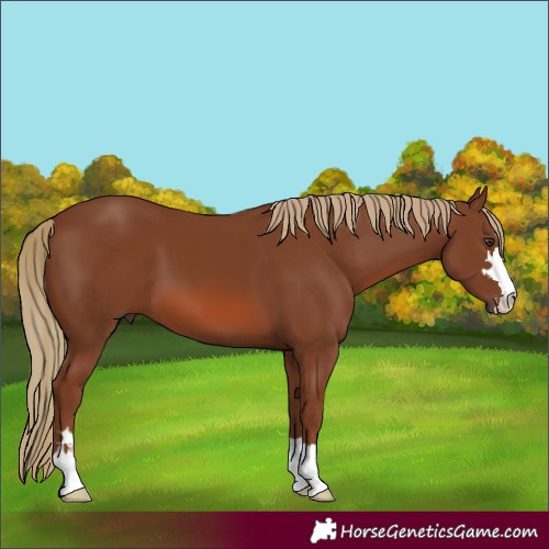 Horse Color:Chestnut 
