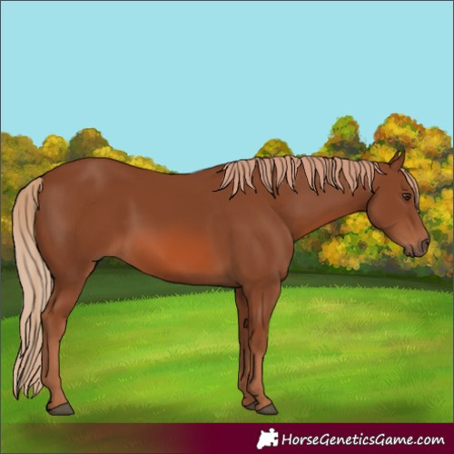 Horse Color:Chestnut 