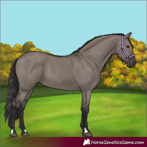 Horse Color:Smoky Grullo 