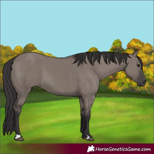 Horse Color:Smoky Grullo 