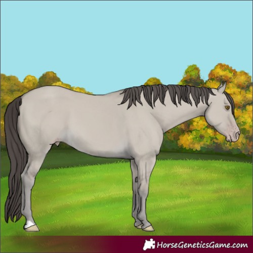 Horse Color:Classic Cream Champagne Dun 
