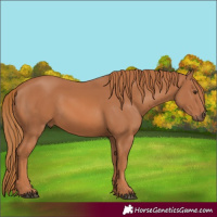 Horse Color:Chestnut 