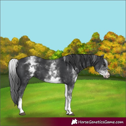 Horse Color:White Spotted Black 
