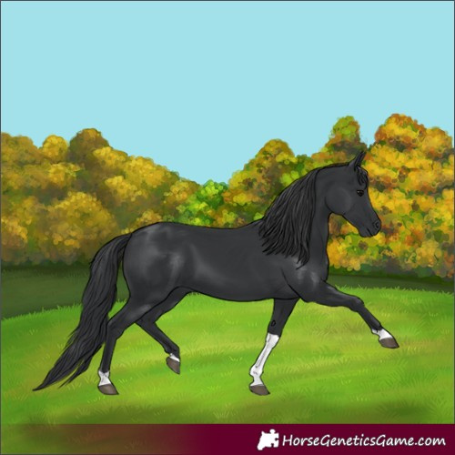Horse Color:Black Tobiano Rabicano