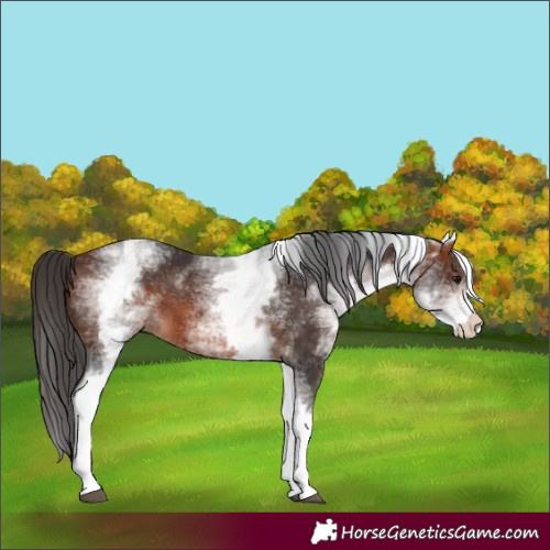 Horse Color:White Spotted Bay 