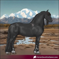 Horse Color:Black 