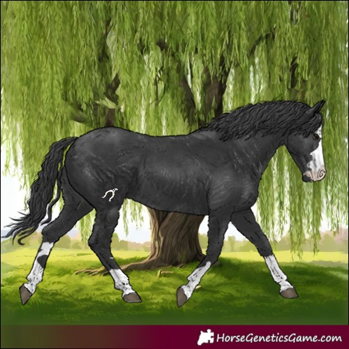 Horse Color:Black 