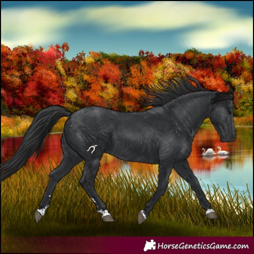 Horse Color:Black 