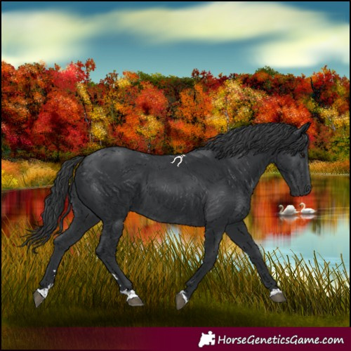 Horse Color:Black 