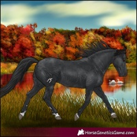 Horse Color:Black 