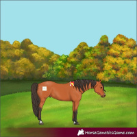 Horse Color:Bay 