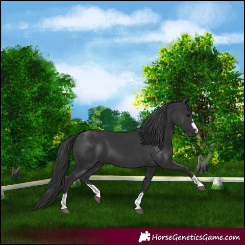 Horse Color:Black 