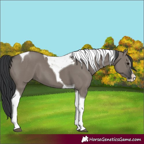 Horse Color:Grullo Splash Tobiano 