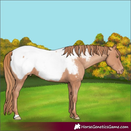Horse Color:Unknown 