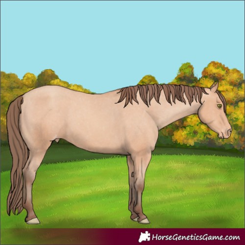 Horse Color:Unknown 