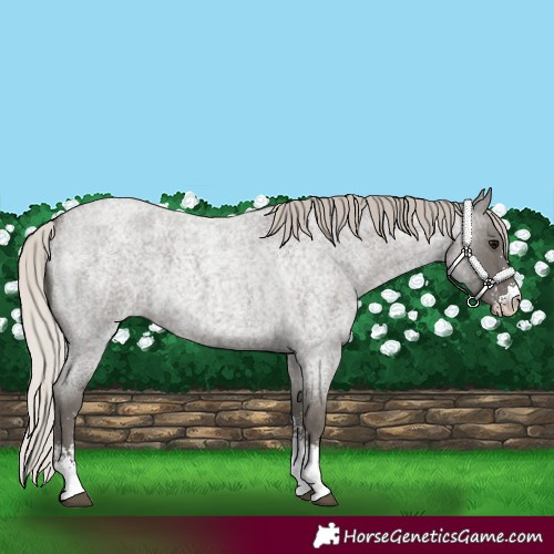Horse Color:Silver Blue Roan Sabino 