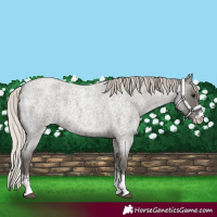Horse Color:Silver Blue Roan Sabino