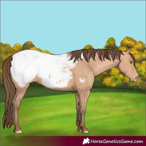 Horse Color:Amber Champagne Appaloosa 