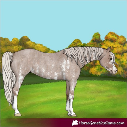 Horse Color:Silver Blue Roan Sabino