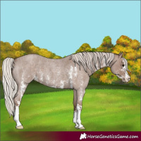 Horse Color:Silver Blue Roan Sabino 