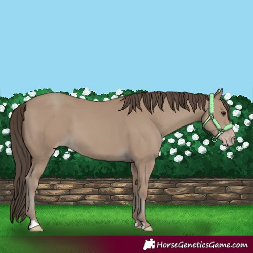 Horse Color:Classic Champagne 