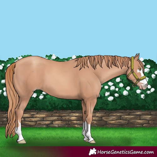 Horse Color:Gold Champagne