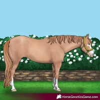 Horse Color:Gold Champagne 