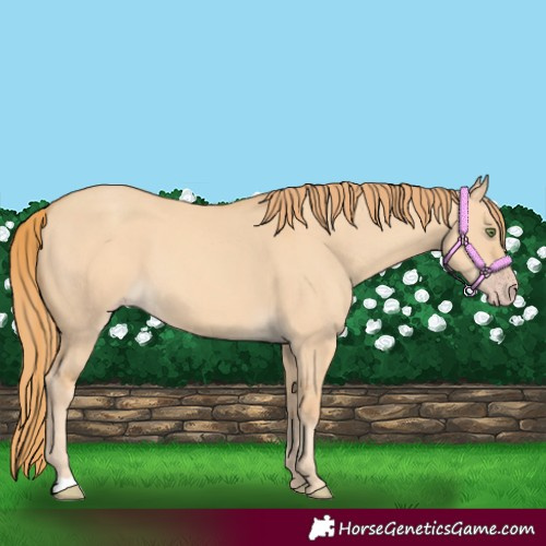 Horse Color:Gold Champagne Dun 