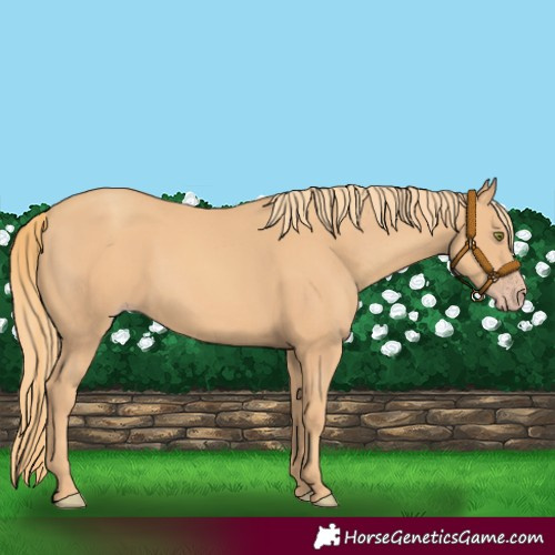 Horse Color:Gold Champagne 