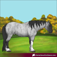 Horse Color:Blue Roan Tobiano 