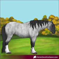 Horse Color:Blue Roan Tobiano 