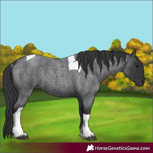 Horse Color:Blue Roan Tobiano